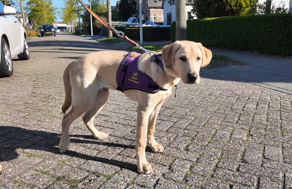 Schermafbeelding 2026-04-29 113437.png