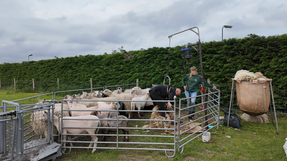 Schaapskudde schaap scheren