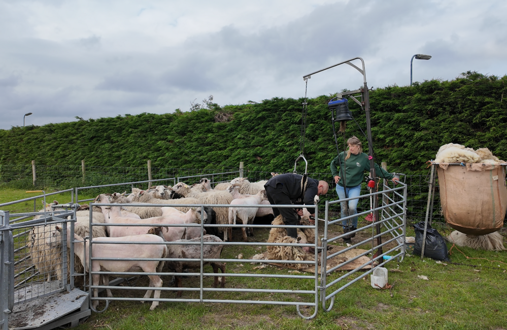 Schaapskudde schaap scheren